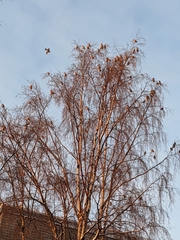 Bombycilla garrulus