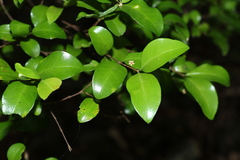 Gossia fragrantissima