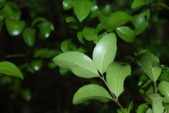 Gossia fragrantissima