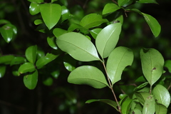 Gossia fragrantissima