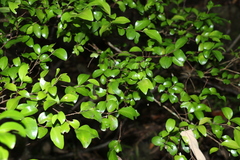 Gossia fragrantissima