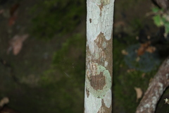 Gossia fragrantissima