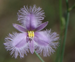 Thysanotus banksii