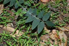Derris involuta