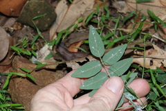 Derris involuta