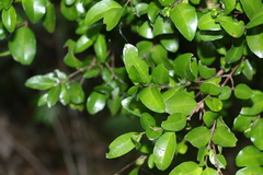 Gossia fragrantissima