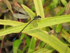 Pseudagrion sjoestedti