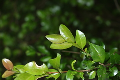 Gossia fragrantissima