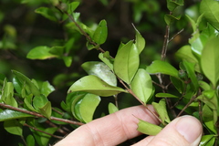 Gossia fragrantissima