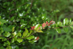 Gossia fragrantissima