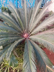 Cycas revoluta