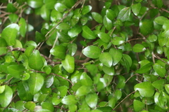 Gossia fragrantissima