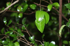 Gossia fragrantissima