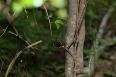 Gossia fragrantissima