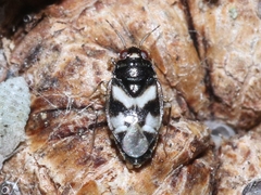Corticoris signatus
