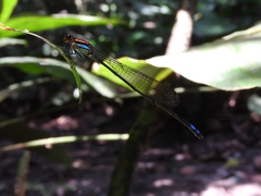 Pseudagrion serrulatum