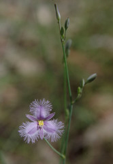 Thysanotus banksii