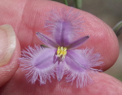 Thysanotus banksii