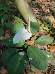 Spathiphyllum wallisii