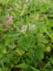 Ammoselinum butleri