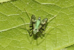 Stenochironomus hilaris