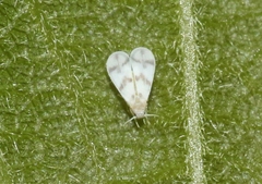 Tetraleurodes mori