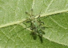 Stenochironomus hilaris