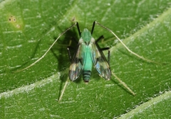 Stenochironomus hilaris