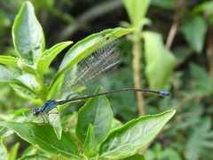 Pseudagrion simplicilaminatum