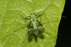 Stenochironomus hilaris