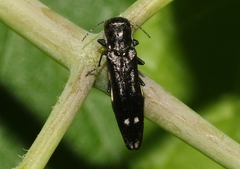 Agrilus obsoletoguttatus