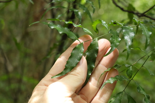 Image of Lepiderema pulchella by (c) Greg Tasney, some rights reserved (CC BY-SA)