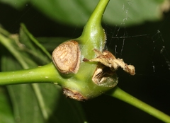 Proteoteras willingana