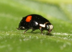 Hyperaspis binotata