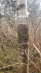 Didymosphaeria oregonensis