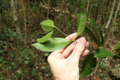 Loeseneriella barbata