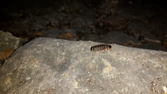 Lampyris fuscata fuscata