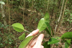 Loeseneriella barbata