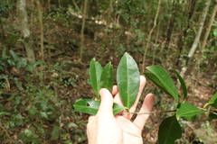 Loeseneriella barbata