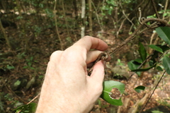 Loeseneriella barbata