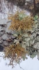 Sphaerophorus venerabilis