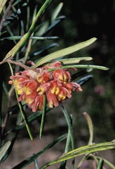 Grevillea polybractea