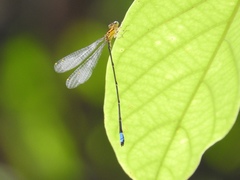 Pseudagrion thenartum