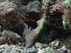 Pomacentrus chrysurus