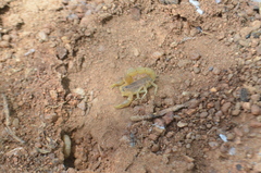 Hottentotta eminii