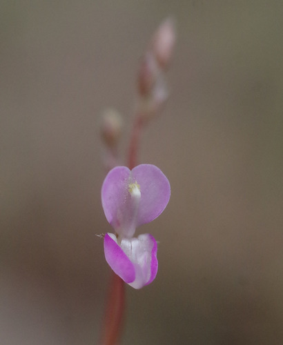 Desmodium trichostachyum