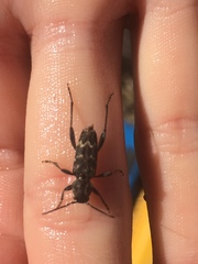 Xylotrechus nauticus