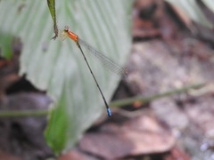 Pseudagrion thenartum