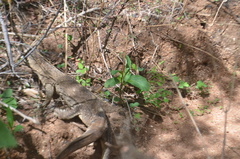 Varanus albigularis microstictus