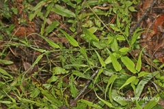 Coniogramme fraxinea